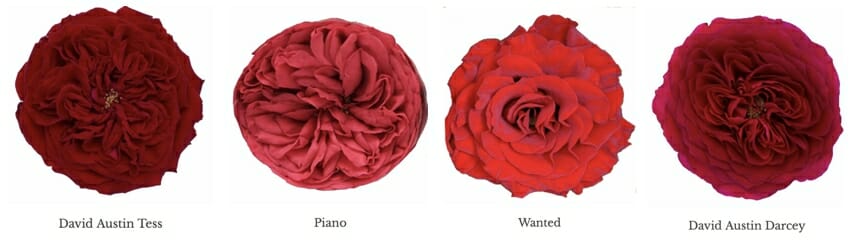 Red Garden Roses Tess Piano Wanted Darcey