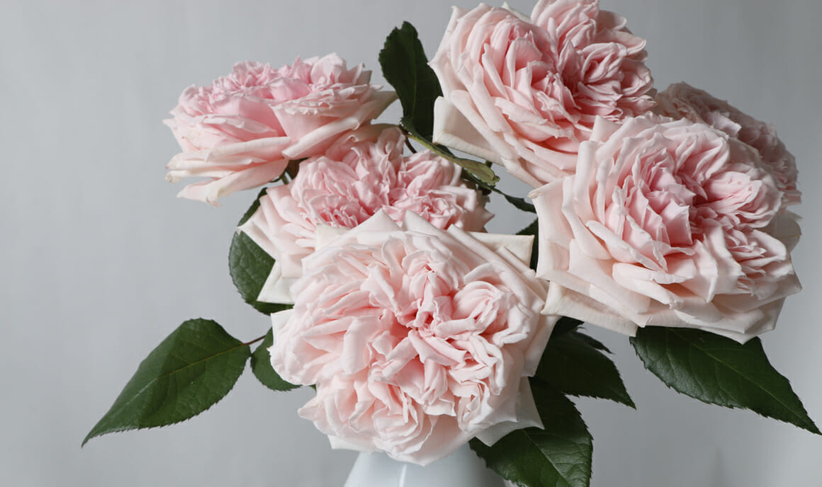 <h5><a href="/rose-category/garden-roses/">Shop our Deluxe<br>Garden Roses</a></h5>