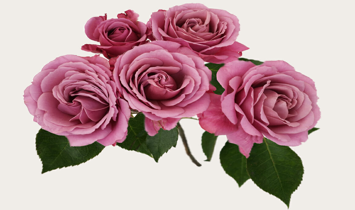 <h5><a href="/rose-category/garden-spray-roses/">Shop our Deluxe<br>Garden Spray Roses</a></h5>