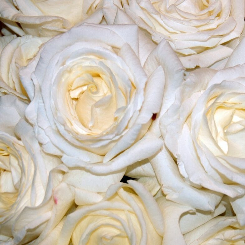 Vitality Roses fresh from GardenRosesDirect