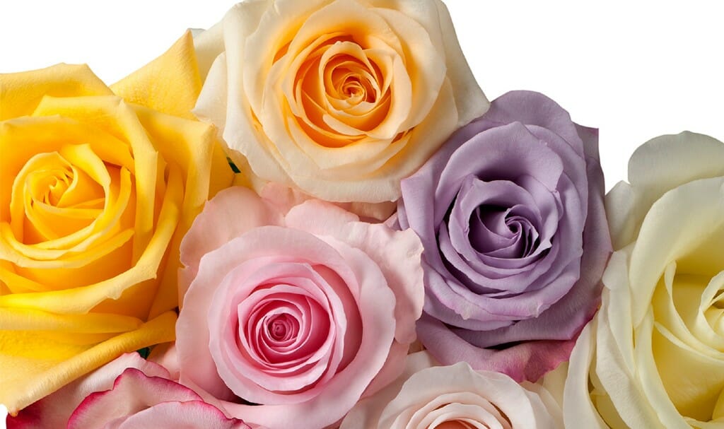<h5><a href="/rose-category/ecuadorian-roses/">Shop our <br> Ecuadorian Rose Assortments</a></h5>
